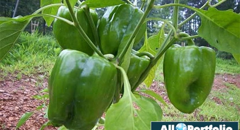 Bell Peppers