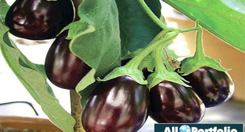 aubergines