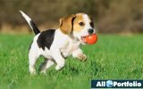 Beagle Dog