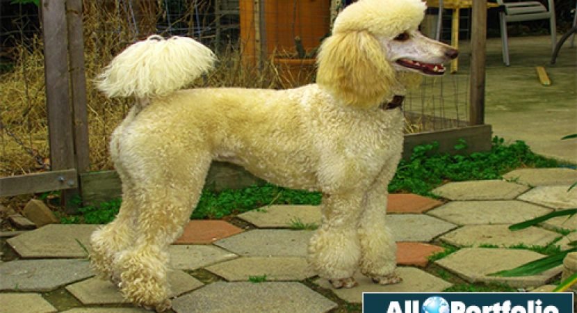 Poodle Standard