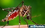 Dengue Chikungunya fever infromation