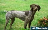 German Shorthaired Pointer